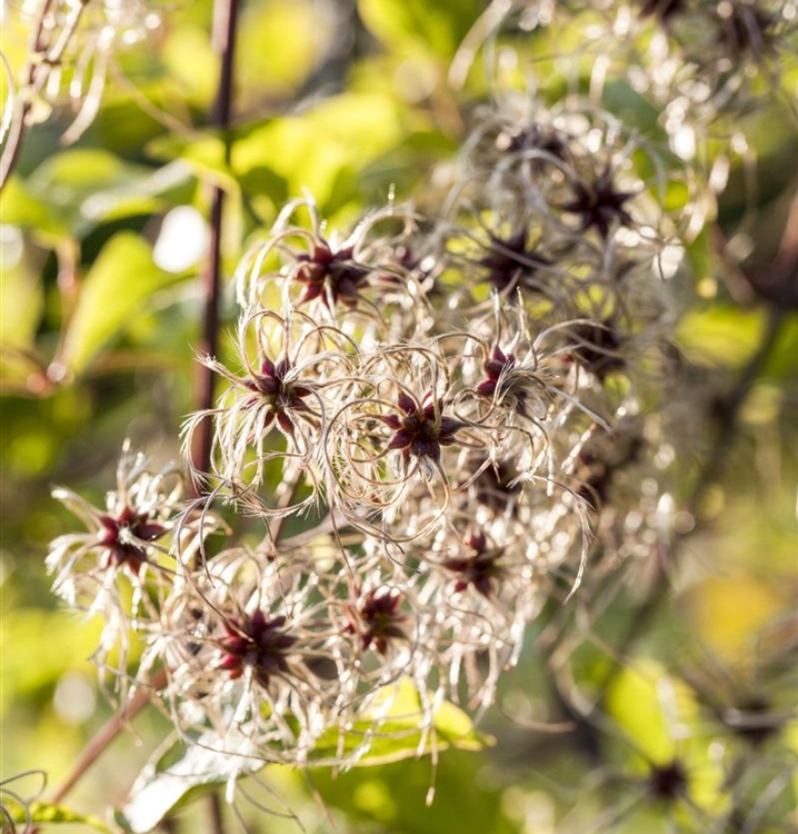 Waldrebe, Clematis