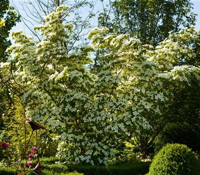 Cornus kousa var. chinensis