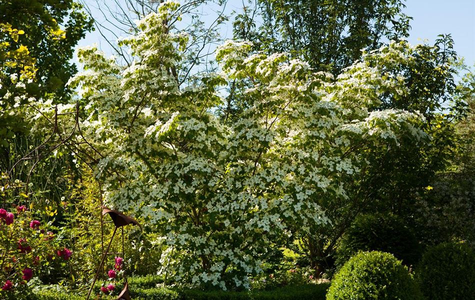 Cornus kousa var. chinensis