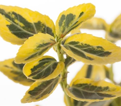 Euonymus fortunei 'Emerald 'n' Gold'