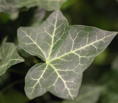 Hedera hibernica