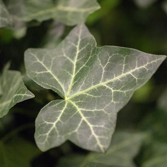 Hedera hibernica