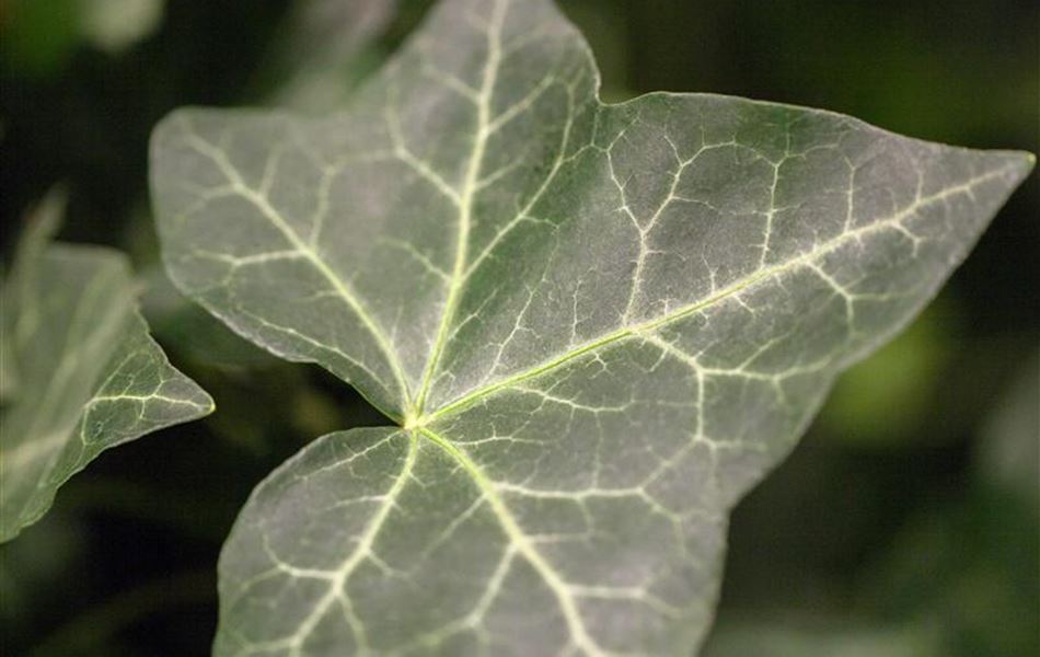 Hedera hibernica