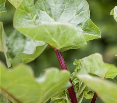 Rheum rhabarbarum 'Holsteiner Blut'