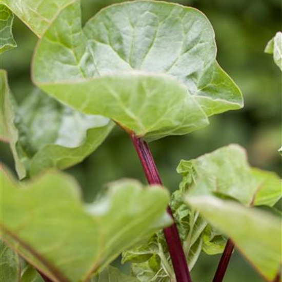 Rheum rhabarbarum 'Holsteiner Blut'