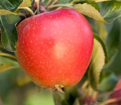 Malus domestica 'Gala Galaxy''