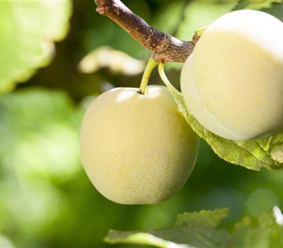 Prunus domestica 'Reine-Claude d'Oullins'