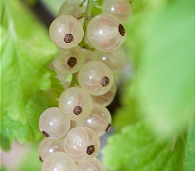 Ribes rubrum 'Blanka'