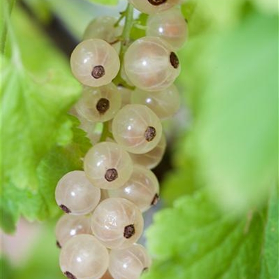 Ribes rubrum 'Blanka'