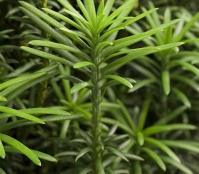 Cephalotaxus harringtonii 'Fastigiata'