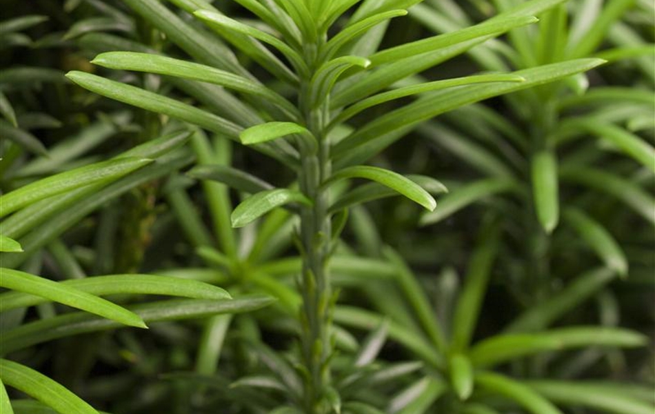 Cephalotaxus harringtonii 'Fastigiata'