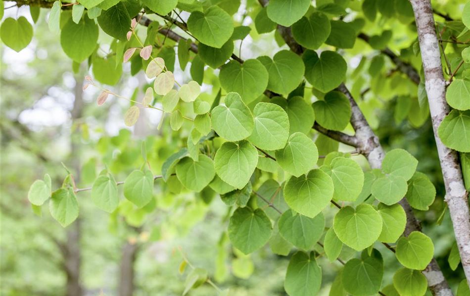 Cercidiphyllum japonicum