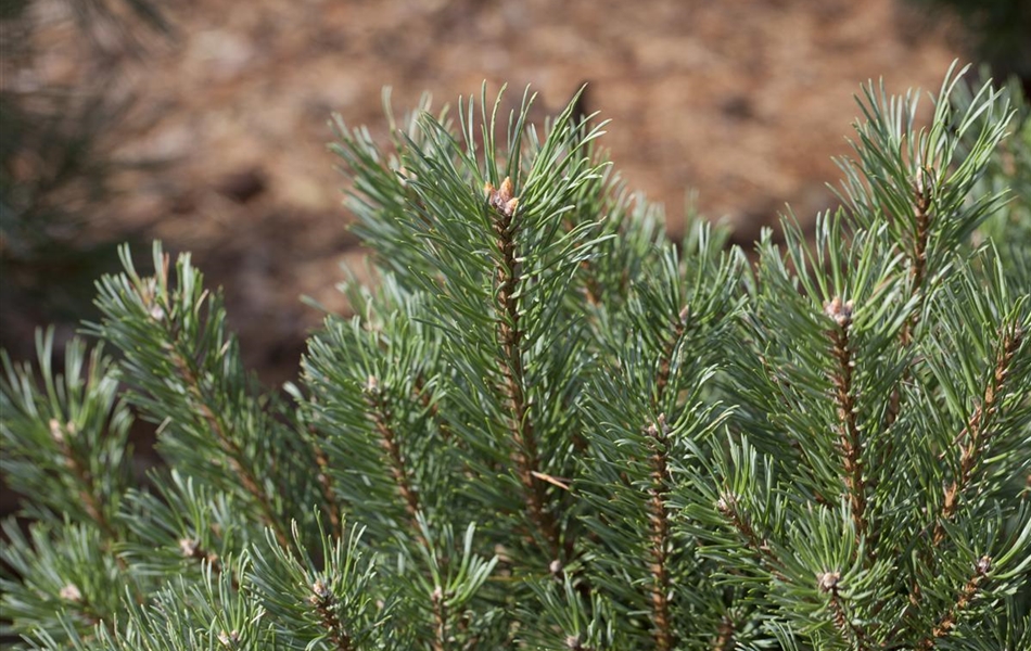 Pinus sylvestris