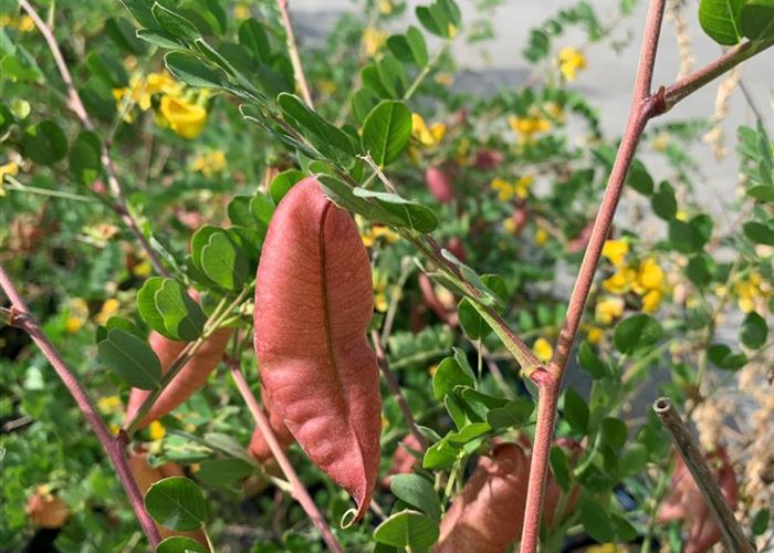 Colutea arborescens Colutea arborescens