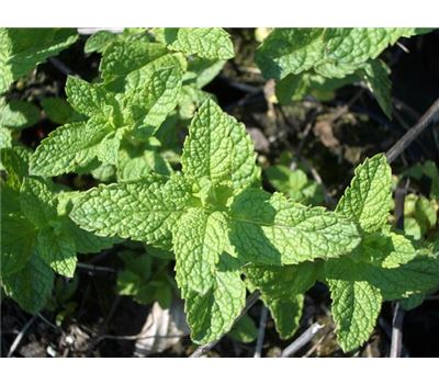 Mentha spicata 'Moroccan'