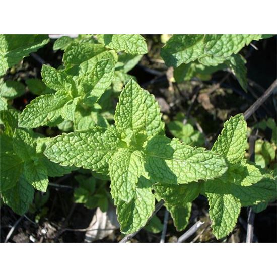 Mentha spicata 'Moroccan'