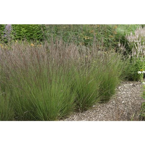 Molinia caerulea 'Edith Dudszus'