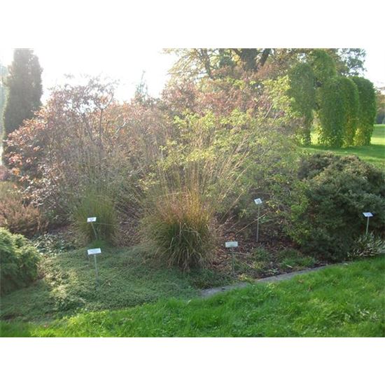 Molinia caerulea 'Heidebraut'