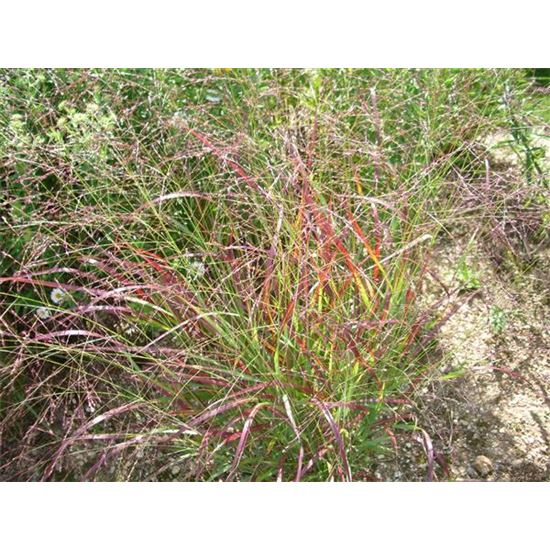 Panicum virgatum 'Rotstrahlbusch'