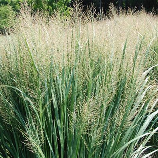 Panicum virgatum 'Northwind'