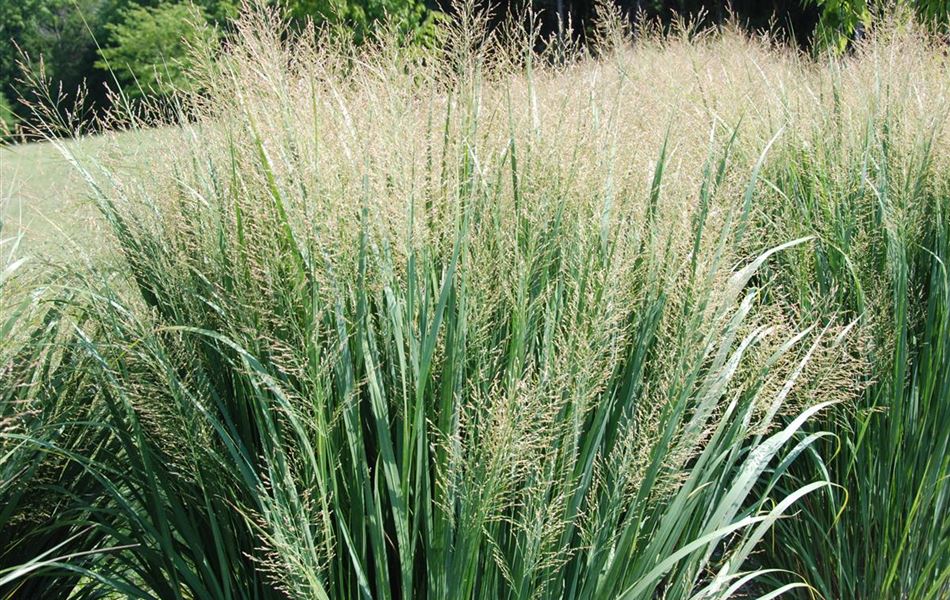 Panicum virgatum 'Northwind'