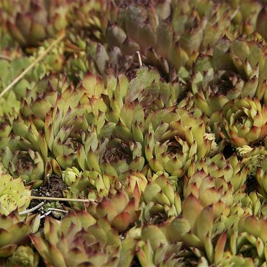 Sempervivum 'Noir'