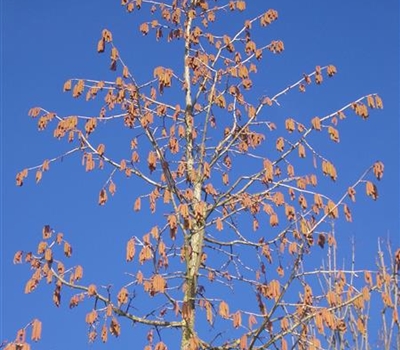 Corylus colurna