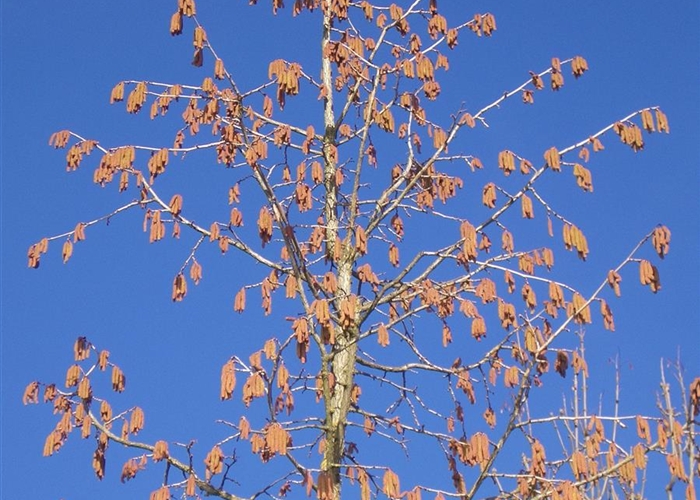 Corylus colurna