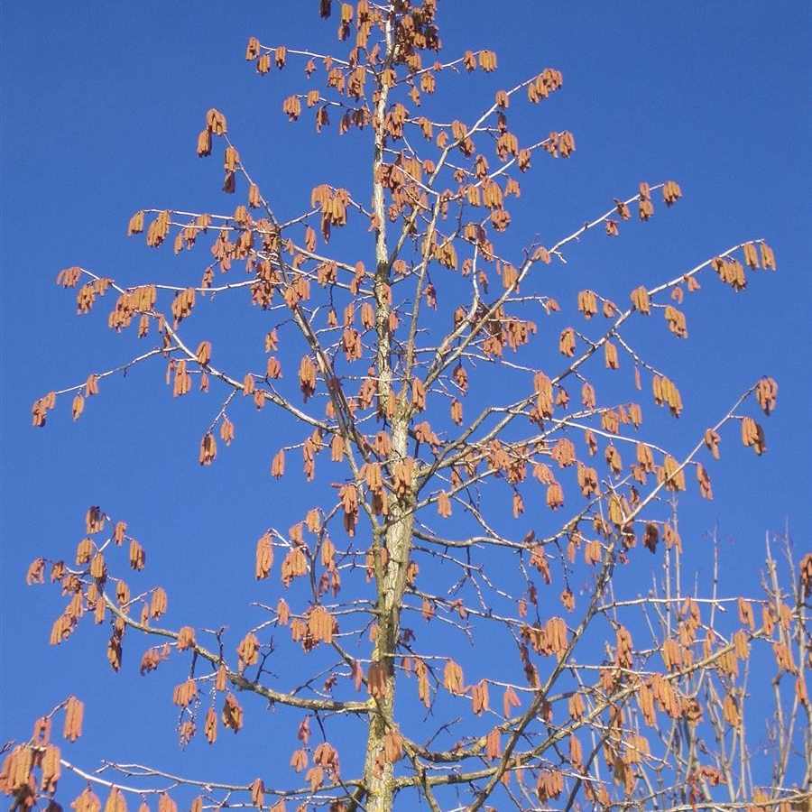 Corylus colurna