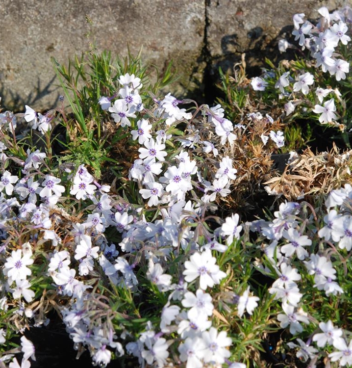 Polsterphlox