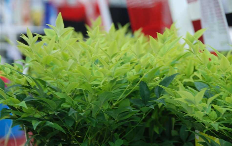 Nandina domestica 'Magical Lemon and Lime'