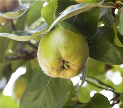 Cydonia oblonga 'Cydora Robusta'