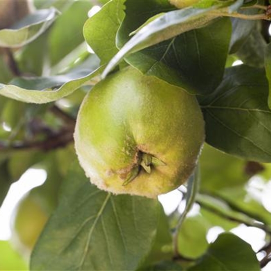 Cydonia oblonga 'Cydora Robusta'