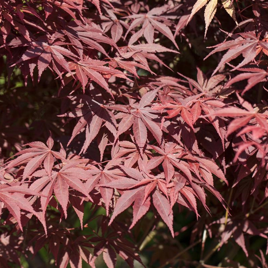 Acer palmatum 'Bloodgood'