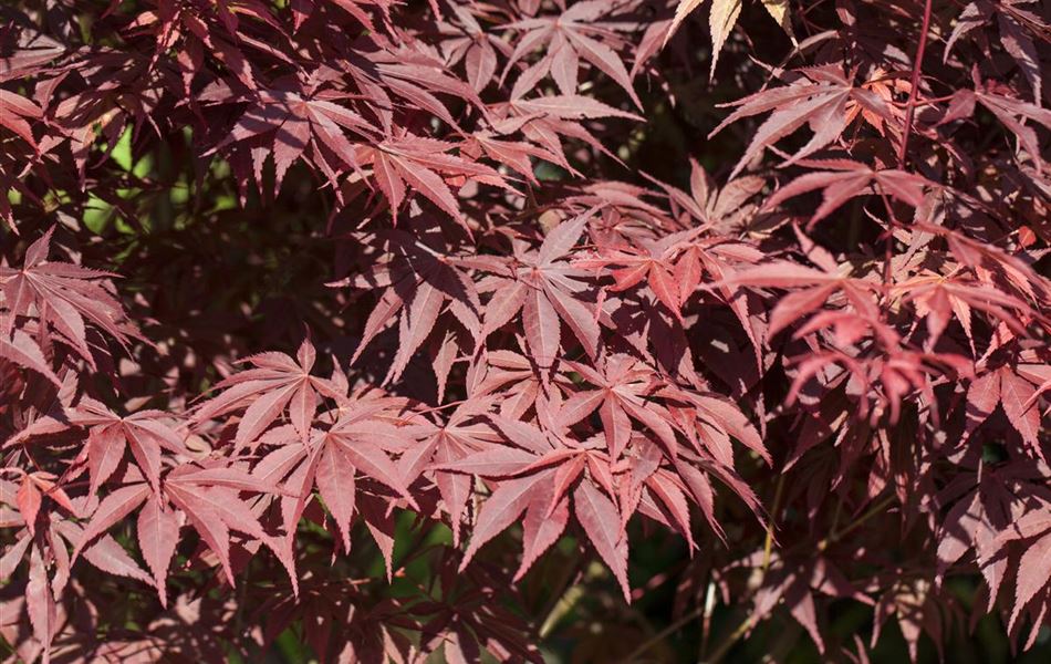 Acer palmatum 'Bloodgood'