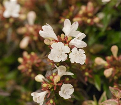 Abelia grandiflora (x)