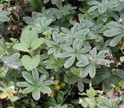 Alchemilla alpina