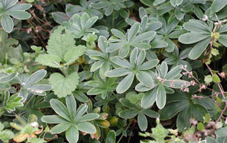 Alchemilla alpina