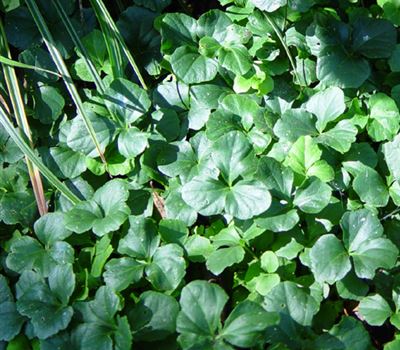 Cardamine trifolia