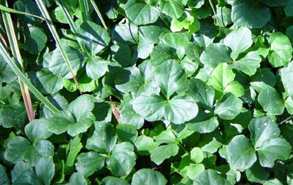 Cardamine trifolia