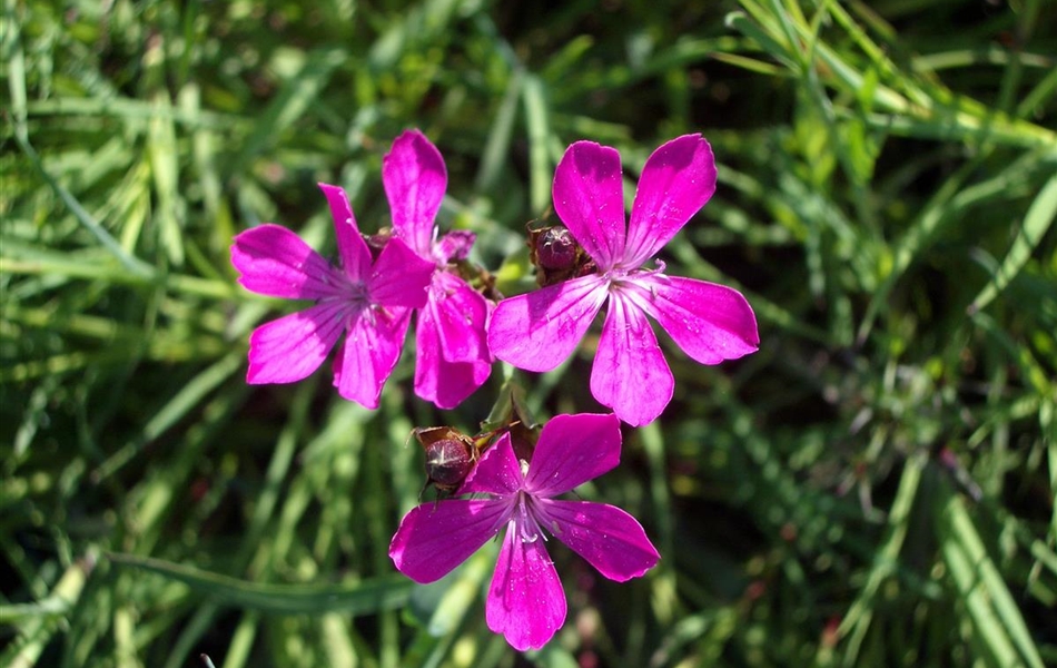 Dianthus carthusianorum