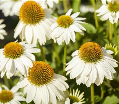 Echinacea purpurea 'PowWow White'