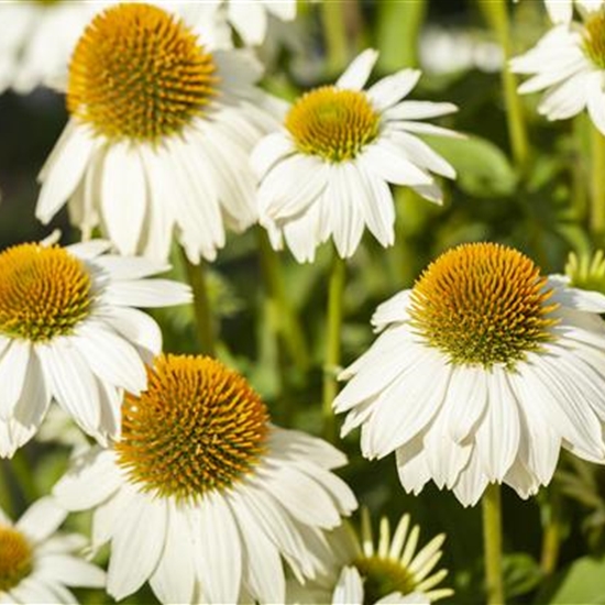 Echinacea purpurea 'PowWow White'