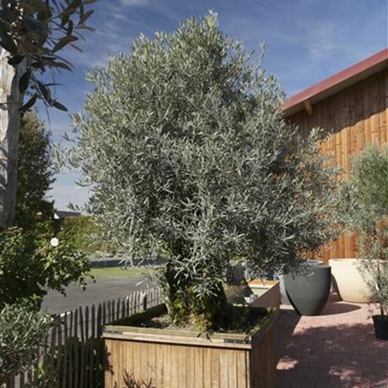 Olea europaea Nr. 136