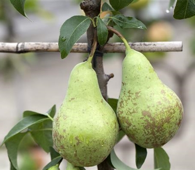 Pyrus communis 'Dwarf Garden'