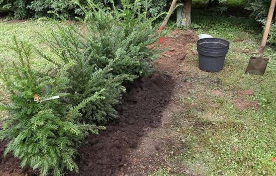 Hecke - Einpflanzen im Garten