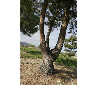 Pinus sylvestris Nr. 421