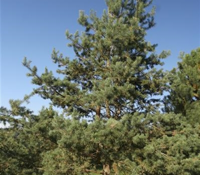 Pinus sylvestris Nr. 371