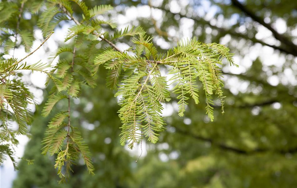 Metasequoia glyptostroboides