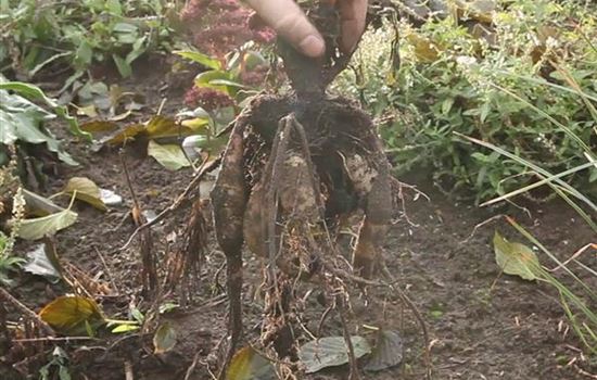 Diese Arbeiten sind jetzt im Garten noch nötig